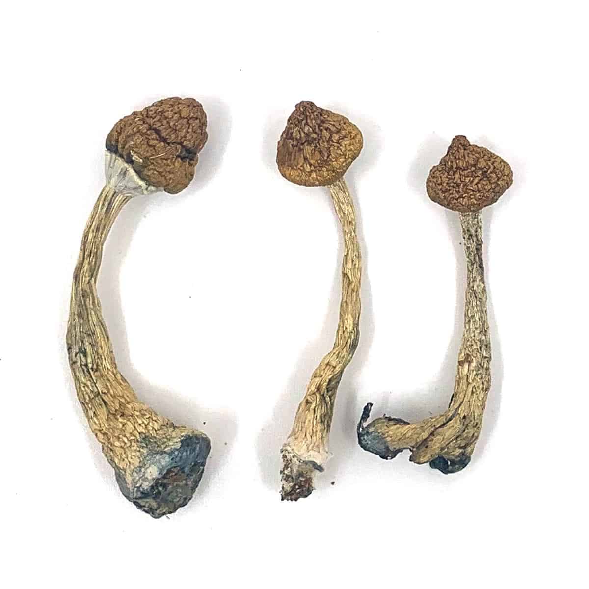 Texas Penis Envy - Image 2